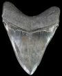 Large, Fossil Megalodon Tooth #64774-2